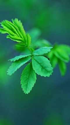 壹小格采集到节日类（春分）