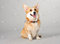 狗,威尔士柯基犬,彭布罗克郡,威尔士,褐色,纯种犬,水平画幅,小的,可爱的,头发特征