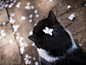 樱花,黑白猫 #萌# #喵星人#