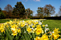 Daffodils by Magdalena Warmuz-Dent on 500px