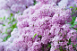 Branch of lilac flowers by Roksana Bashyrova on 500px