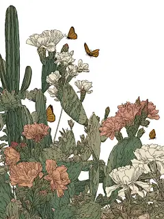 仙人掌 沙漠植物插画 蝴蝶 精致线描风格 - 小红书
