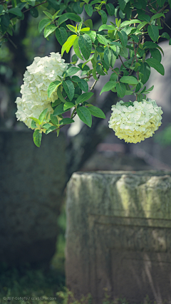 三千♥采集到花卉画法