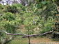 新西兰花园（二）：偶遇的私家花园