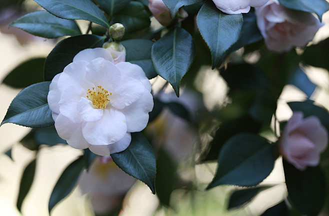 山茶花