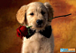 PS扣出可爱的小狗照片教程_软件自学网