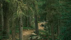 森林高清摄影素材