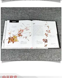【8开精装】艺术家的植物手绘 DK 植物绘画指南 植物绘画技法临摹初学者入门 水彩线描插画彩铅基础教程 美术赏析图鉴植物绘画指导-tmall.com天猫