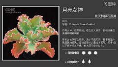 【一人一世界】采集到多肉植物标签