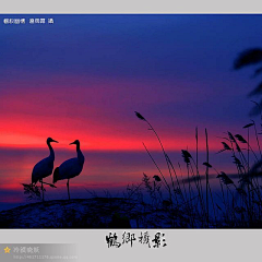 ~一抹新绿~采集到可爱的鸟