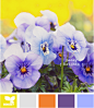 pansy brights