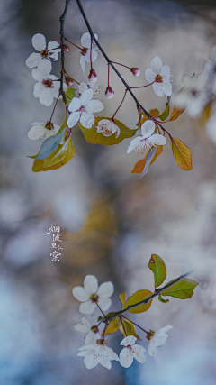 ZR是阿呱采集到花花世界