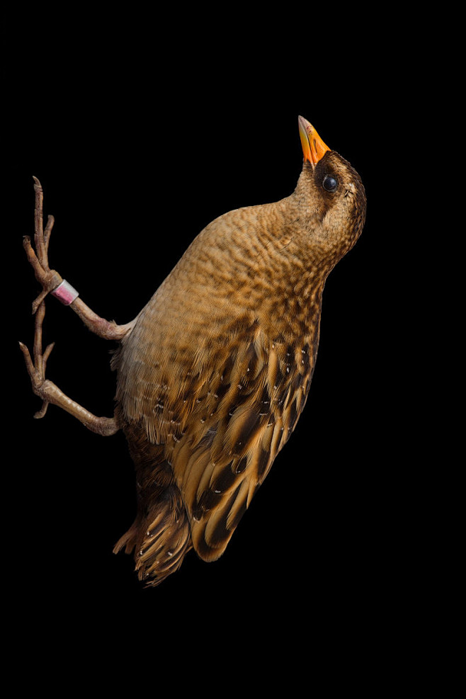 鹤形目秧鸡科花田鸡属花田鸡哥伦比亚