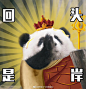 分享一下大熊猫和花的表情包