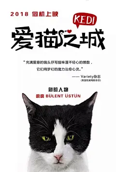 爱猫之城 Kedi 海报