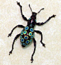 Pachyrrhynchus congestus weevil Polka dots beetle from Philippines