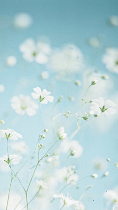 容落月采集到花之恋