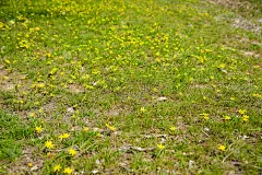 春花满地
