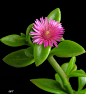 英名，小孩太阳玫瑰，园艺名，有花蔓草，分类番杏科aputenia类原产地南非共和国类型亜低木