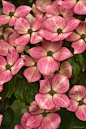 Red dogwood (Cornus kousa) 'Satomi'