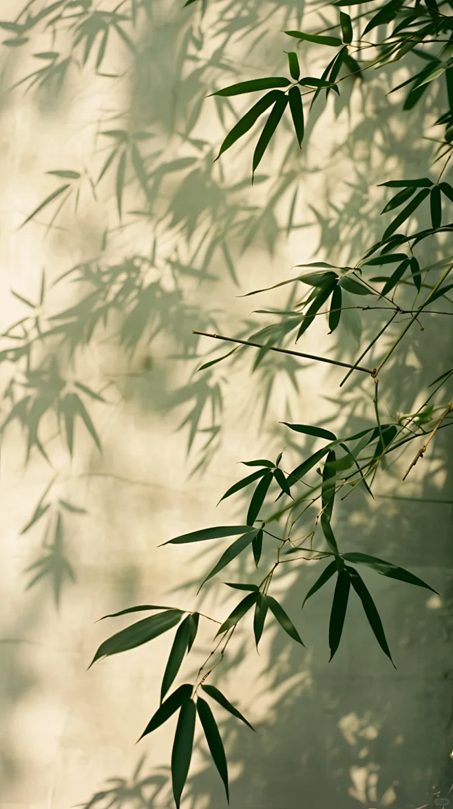 竹影-花瓣网