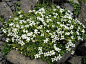 Arenaria tetraquetra 的图像结果
