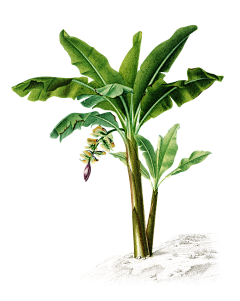 shuai_花猫采集到花类