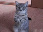 最搞笑GIF猫动图火爆网络,快来收集一波猫咪表_360图片