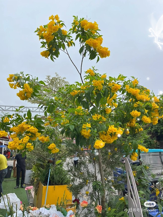 橙钟花