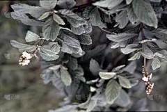 背景,纺织品,布店,糖果,林区,树干,植物,岩石,木制,工艺品