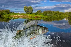 鲈鱼,鱼类,水库,水,天空,水平画幅,夏天,湖,淡水,清新