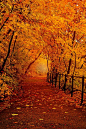 Forest in Autumn, Budapest, Hungary: 
