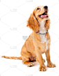 英国小猎犬,小狗,斯班尼犬,垂直画幅,小的,可爱的,无人,白色背景,背景分离,影棚拍摄