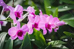 自然的 自由背景 花卉背景 高清壁纸 纯粹的 新鲜的 越南 亚洲