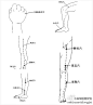 ｛春季经络养生｝疏通肝经阴包（大腿内侧膝盖上方五指宽处）；胆经风市（大腿外侧，立正双手置于裤线中指尖下）；胃经髀关（腿根中点下方三指宽处）；脾经地机（小腿内侧膝盖下方四指宽处）。握拳用小指掌指关节在穴位处轻敲，有痛感后,按揉、轻敲皆可，一次5分钟，3—5天痛感消失。