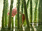 Asparagus Tropical Forest