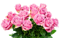 Bouquets_Roses_Closeup_White_background_Pink_color_516301_3840x2400.jpg (3840×2400)