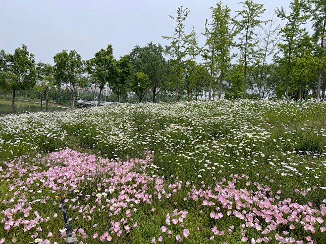 大滨菊（西洋滨菊） 美丽月见草