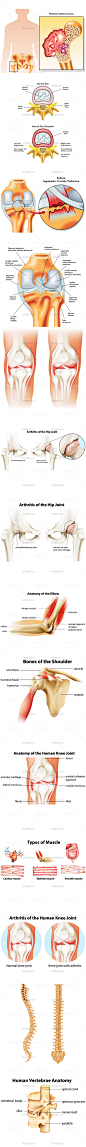 4028医学课件科研矢量高清图片 PPT Keynote素材骨骼肌肉解剖学-淘宝网