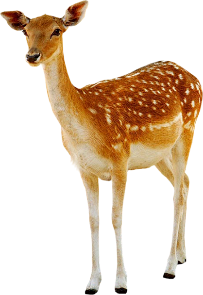 png动物鸟鱼生物免抠元素