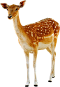 png动物鸟鱼生物免抠元素