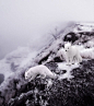 下雪地中狐狸的照片 

#最满意的雪景照片# ​​​​