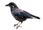 鸟PNG