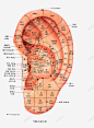 人体耳朵穴位细分 设计图片 免费下载 页面网页 平面电商 创意素材