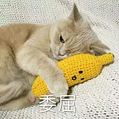 超可爱猫咪系列表情包 撒个娇萌死你_动漫新闻_动漫论坛_动漫美图_幻之羁绊动漫网