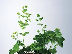 草本生活元素摄影壁纸桌面壁纸4