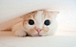 一只生活在日本的苏格兰折耳猫Pokke，将呆萌进行到底。。（转）【V信更精彩：djsheying】