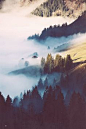 Fog, Mountains, & Trees.