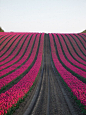 郁金香花海 #人文艺术# #童话#