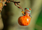 雨季和红眼睛树蛙 Kutub Uddin自然摄影欣赏